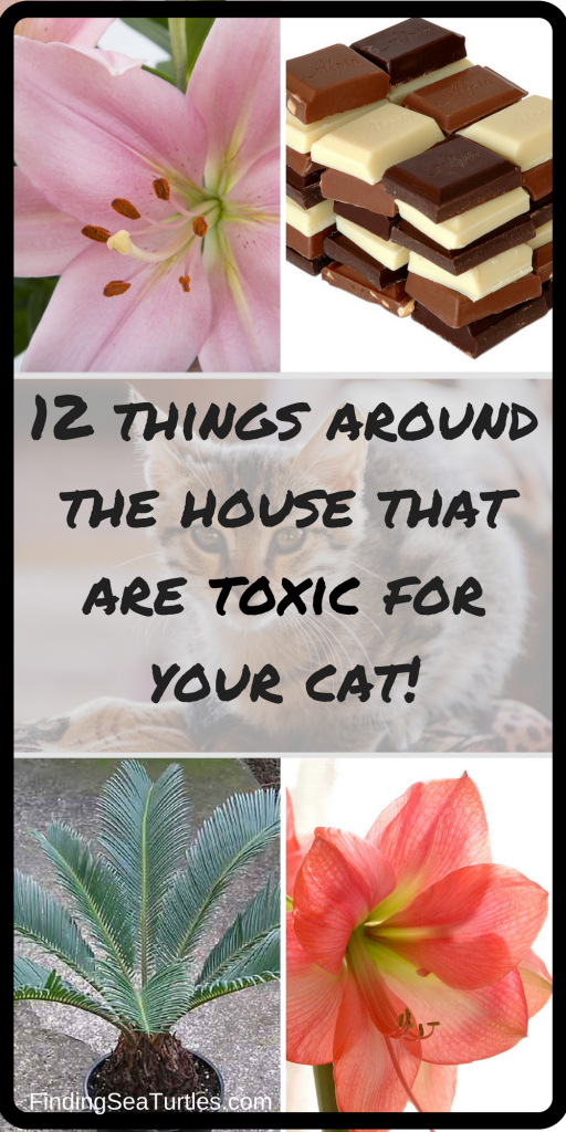 12 Things Around Your House That Are Toxic For Your Cat!