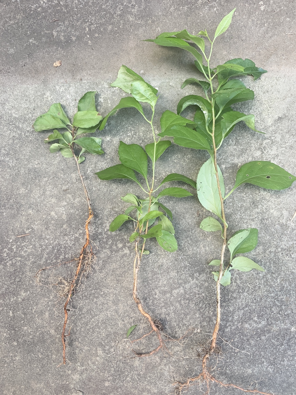 How to Get Rid of Oriental Bittersweet & Take Back Control of Your Yard 3 Small Bittersweet Vines #OrientalBittersweet #Invasive #InvasiveBittersweet #invasiveVines
