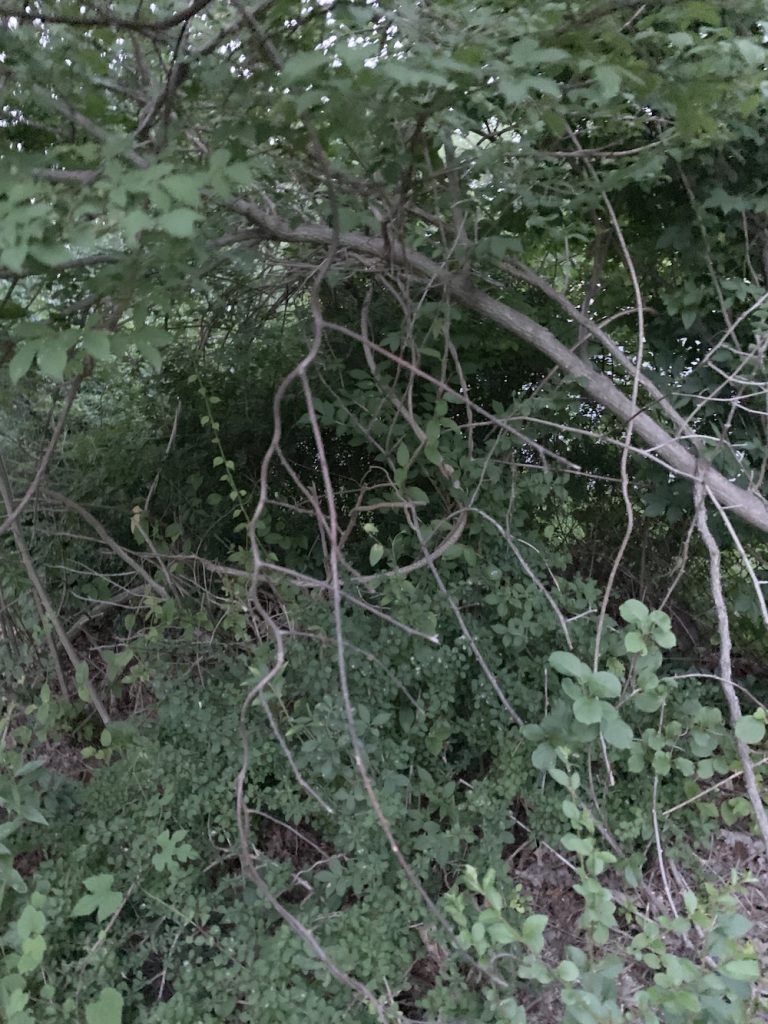 How to Get Rid of Oriental Bittersweet & Take Back Control of Your Yard