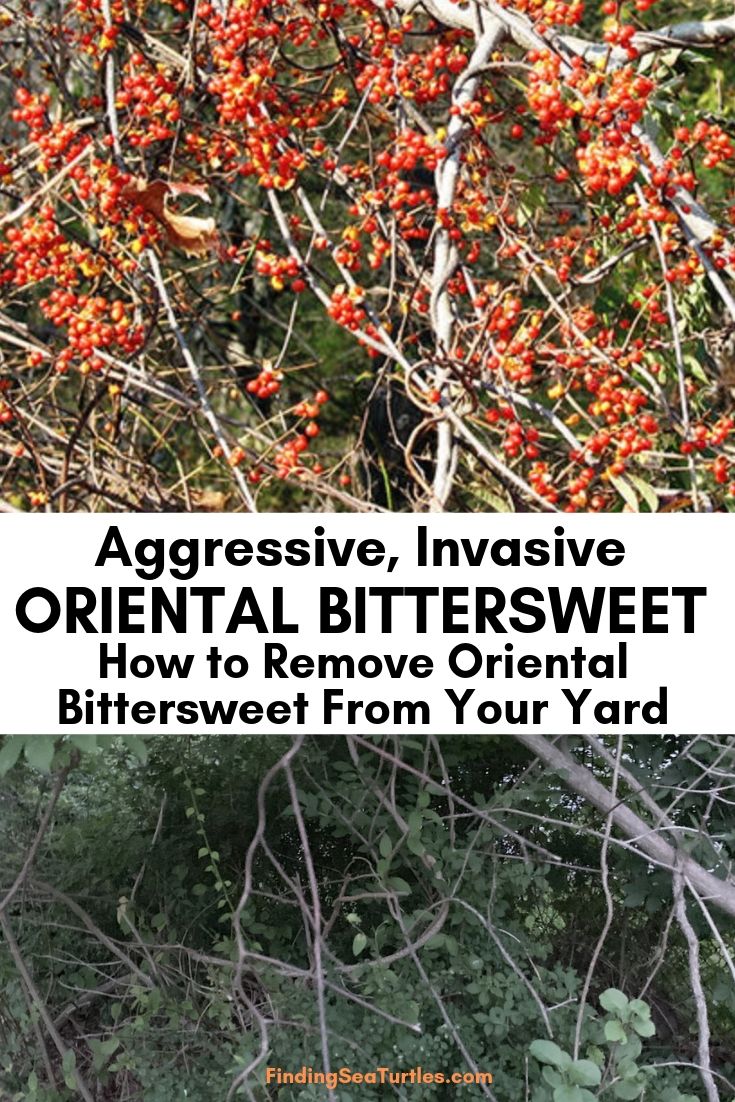 Aggressive Invasive Oriental Bittersweet How To Remove Oriental Bittersweet From Your Yard #OrientalBittersweet #BittersweetVines #Invasive #InvasiveBittersweet 