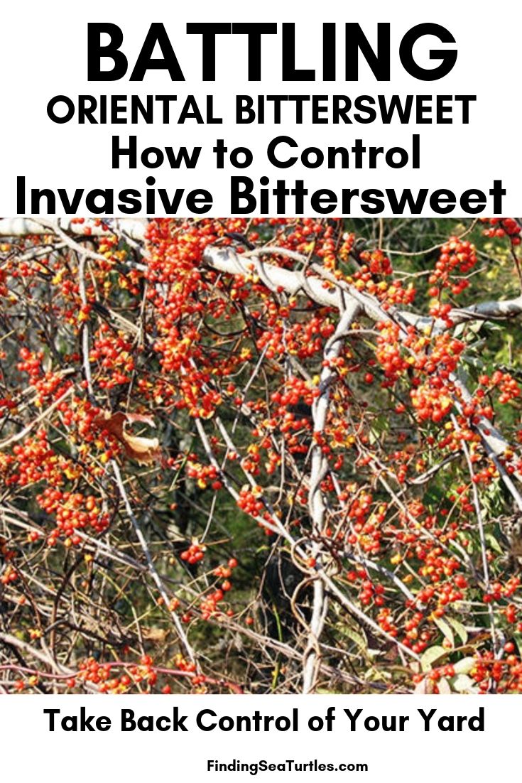 Battling ORIENTAL BITTERSWEET How To Control Invasive Bittersweet #OrientalBittersweet #Invasive #InvasiveBittersweet #InvasiveVines