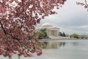Inspiring Flower & Garden Shows to Attend in Early 2018 #CherryBlossomFestival #WashingtonDC #ThomasJeffersonMemorial 
