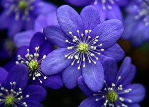 5 FREE Flower Shows to Attend in 2018 to Bust the Winter Blues! #MacysFlowerShow #GardenShow #FlowerShow #OrganicGarden #Gardening