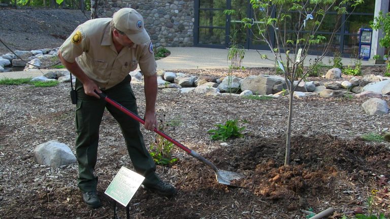 How to Plant a Tree: What to Consider When Selecting a Site