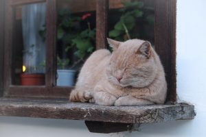 10 Ingenious Ways to Help Your Aging Cat TODAY #CatWellenss #CatHealth #HealthyCat #cats #AgingCats