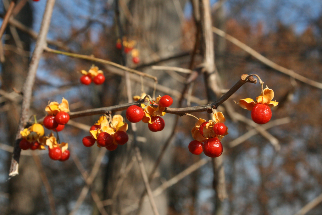 how-to-get-rid-of-oriental-bittersweet-take-back-control-of-your-yard