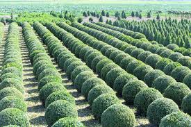 Save Money On Boxwoods