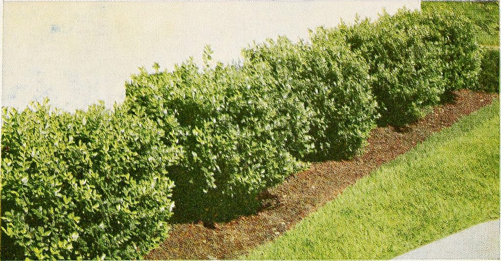 Save Money On Shrubs