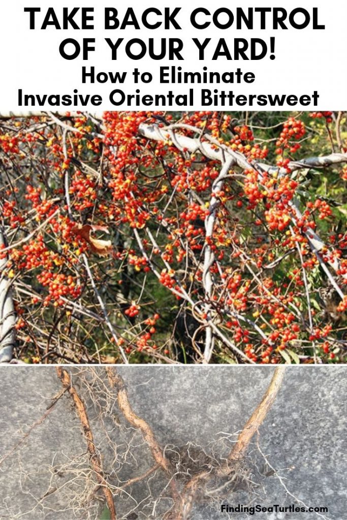 How to Get Rid of Oriental Bittersweet & Take Back Control of Your Yard
