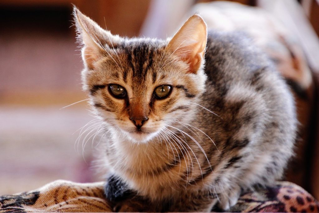 12 Toxic & Dangerous Household Items to Protect Your Cat From #cathealth #healthycat #cat