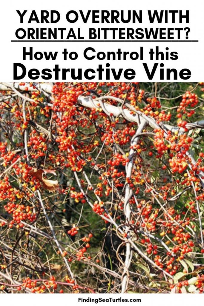 How to Get Rid of Oriental Bittersweet & Take Back Control of Your Yard