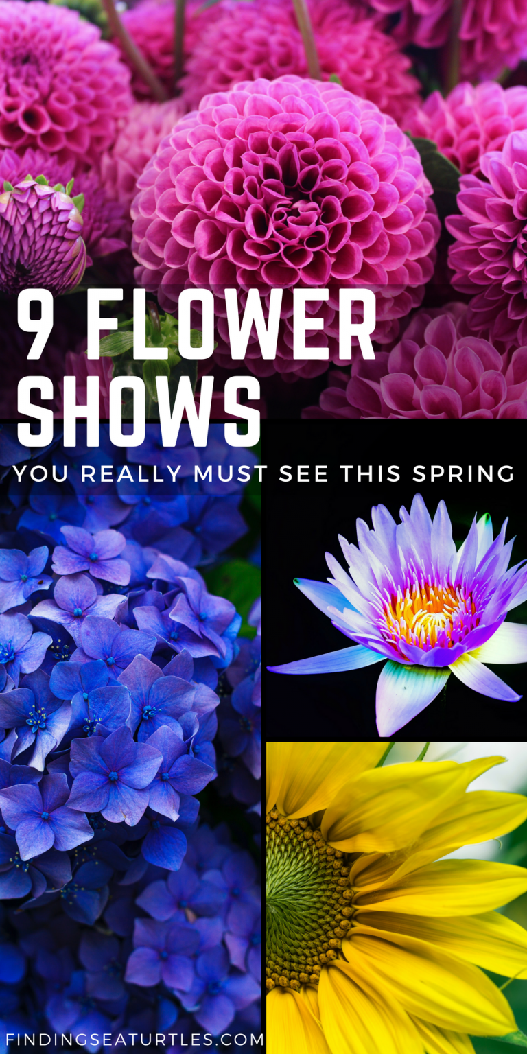 the great flower show netflix