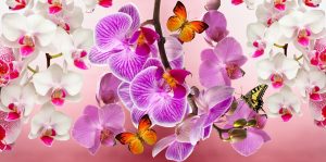 Inspiring Flower & Garden Shows to Attend in Early 2018 #orchidshow #NYBG #flowershow #Spring2018