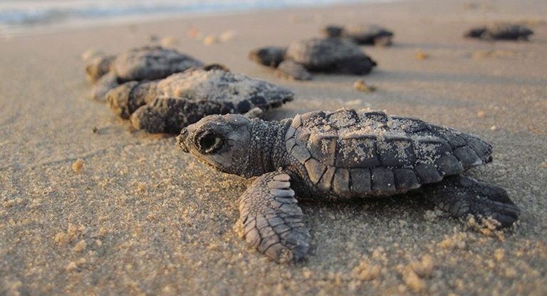 20 Tips to Responsibly Watch Sea Turtles Nesting