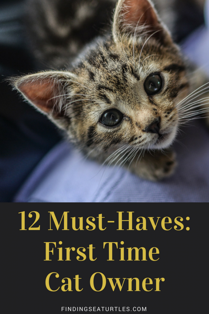 First Time Cat Owner: 12 Essentials #cat #kitty #kittycat