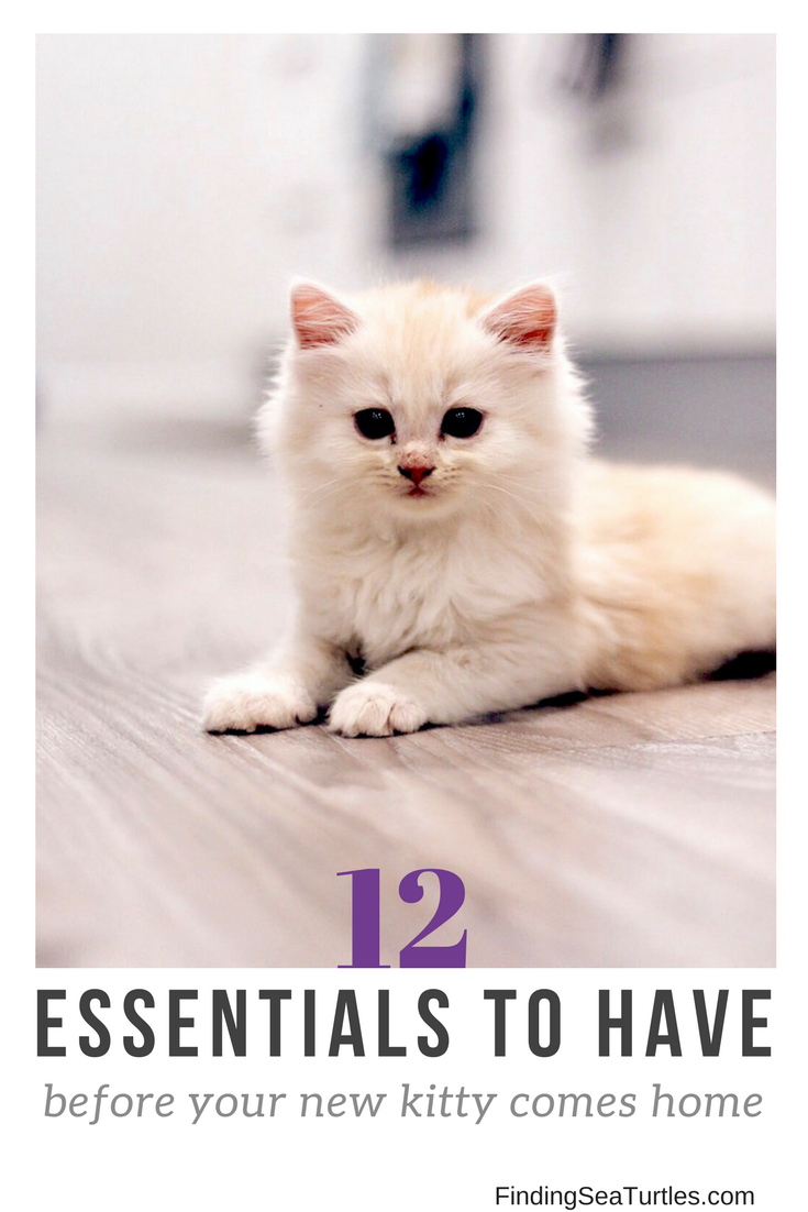 12 Essentials for the First Time Cat Owner