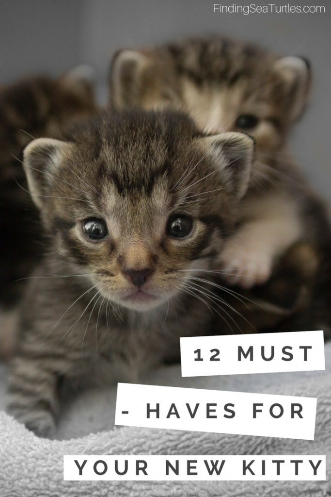 First Time Cat Owner: 12 Essentials #cat #kitty #kittycat
