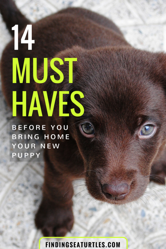 First Time Dog Owner: 14 Essentials #dog #dogcare #doglovers