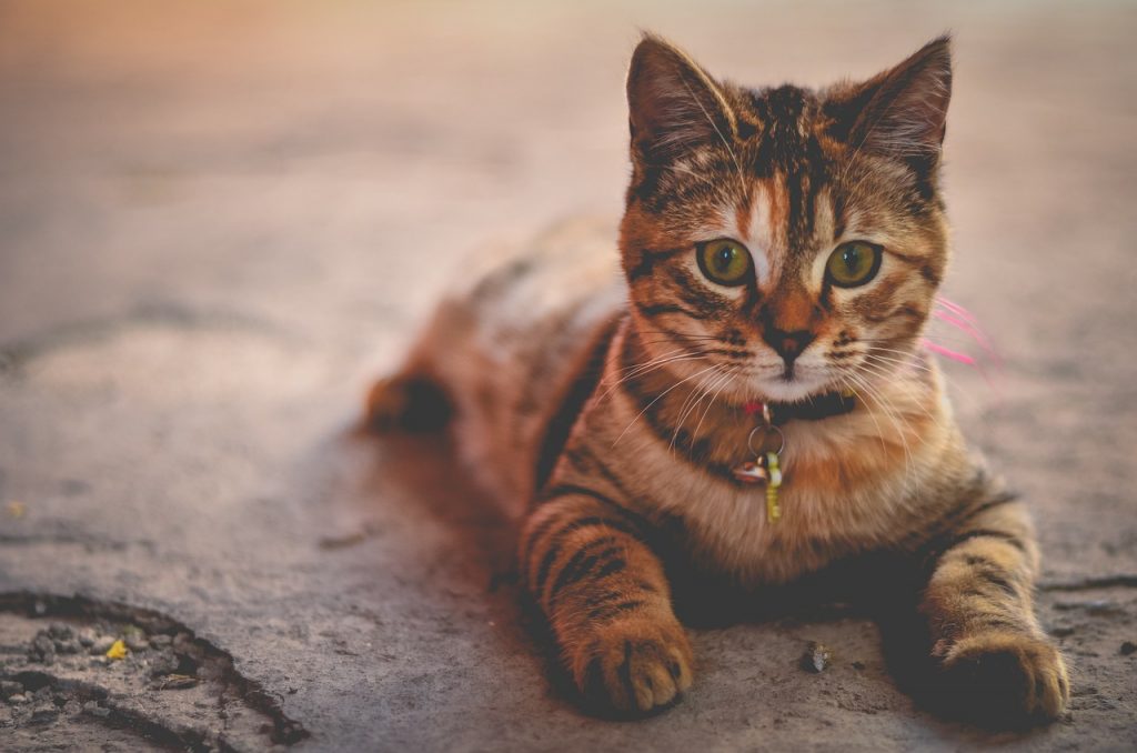 First Time Cat Owner:  Cleaning and Odor Elimination Tips #CatCleaning #CatLitterBox #CleanLitterBox #FirstTimeCatOwner #cats