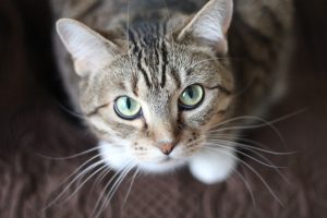 First Time Cat Owner 12 Essentials #CatCare #Cats #NewCat #NewCatHome