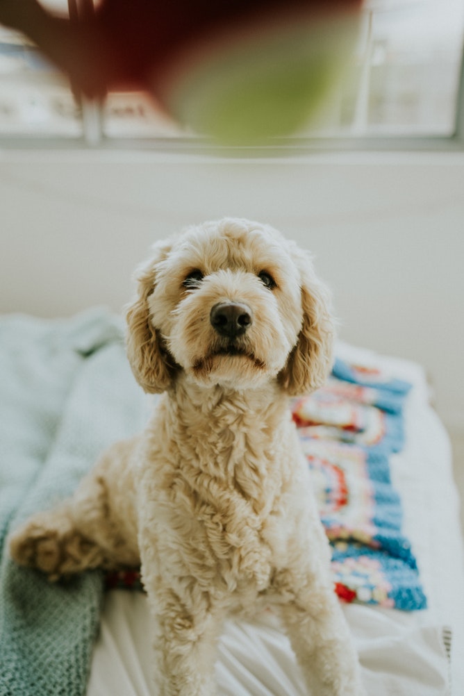First Time Dog Owner  House-Soiling Prevention Tips #PhotoJayWennington #FirstTimeDogOwner #DogHouseSoiling #DogCare #Dogs