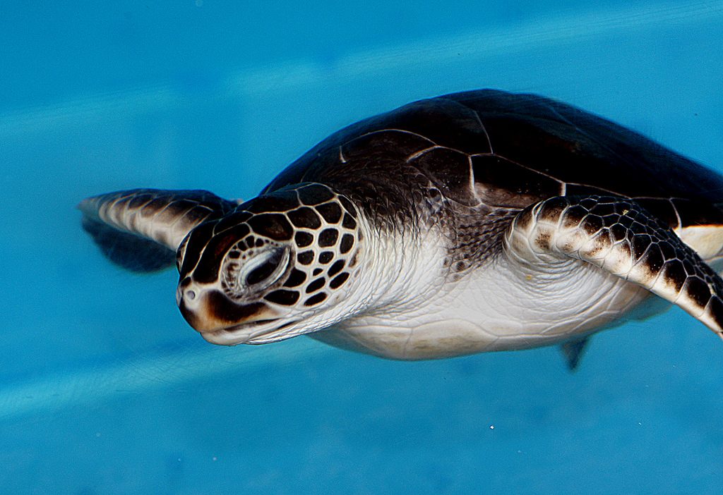20 Incredible Facts You Didn't Know About Turtles - Baby Green Sea Turtle #greenseaturtle #seaturtle #turtle #tortoise #terrapin