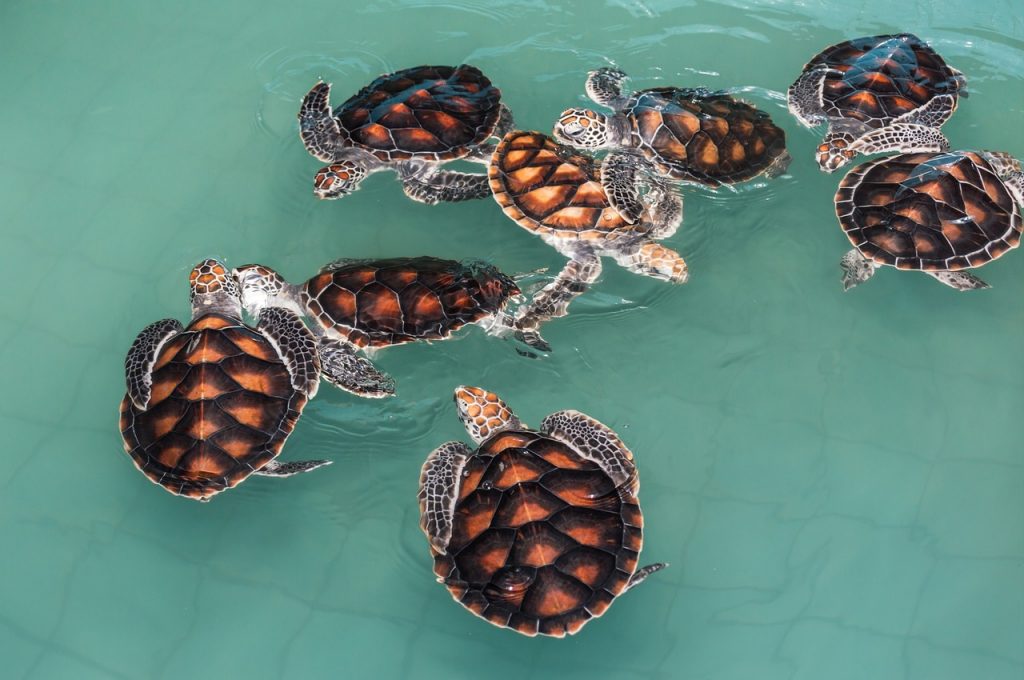 20 Incredible Facts You Didn't Know About Turtle Green Sea Turtles