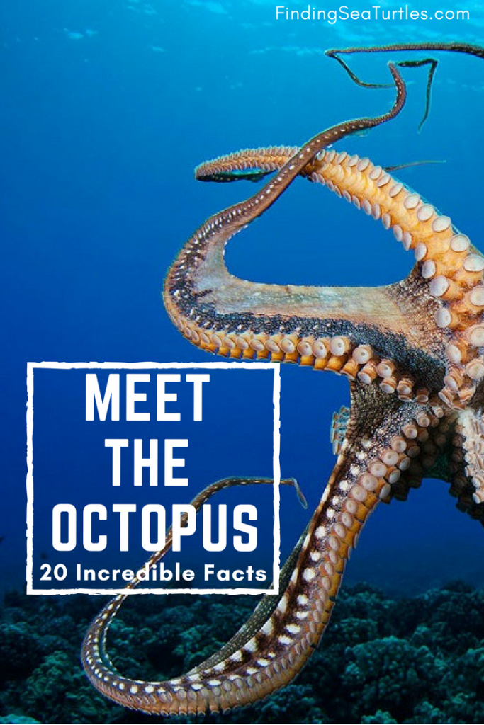 Sealife Spotlight: 20 Octopus Facts You Didn't Know #octopus #ocean life #sealife