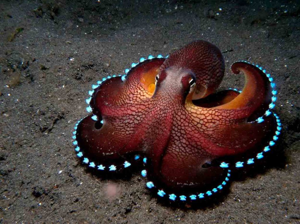 Sealife Spotlight: 20 Octopus Facts - Coconut octopus #octopus #sealife #oceanlife