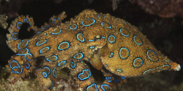 Sealife Spotlight: 20 Octopus Facts - blue-ringed octopus #octopus #sealife #oceanlife