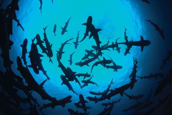 10 Cool Ways to Let Some Shark! Into Your Home - Cocos Island #sharkweek #coastaldecor #diving #travel #beachhouse