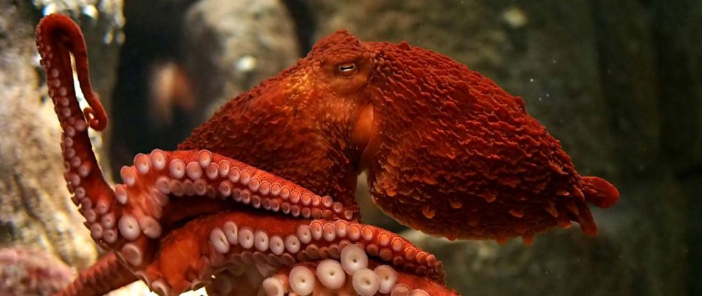 Sealife Spotlight: 20 Octopus Facts - Giant Pacific Octopus - Monterey Bay Aquarium #octopus #sealife #oceanlife