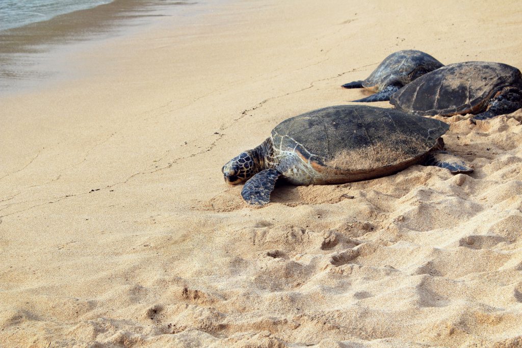 20 Top Tips For Responsibly Watching Sea Turtles Nesting - photo by Isabella Juskova  #seaturtles #seaturtlenesting #isabellajuskova #watchingseaturtles
