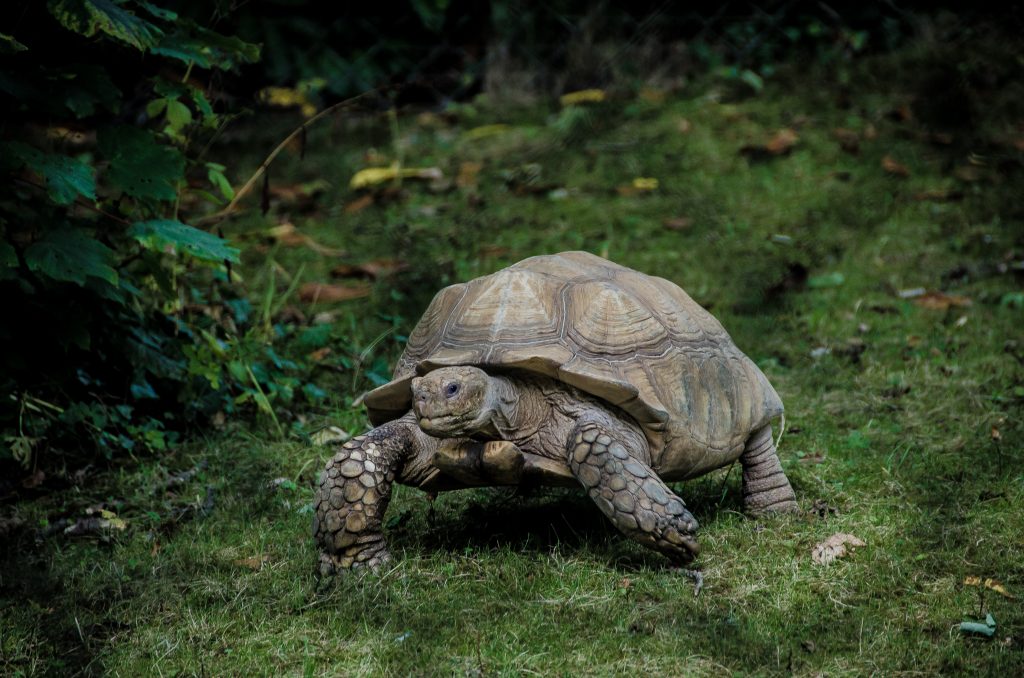 20 Incredible Facts You Didn't Know About Turtles - Photo by Luca Ambrosi