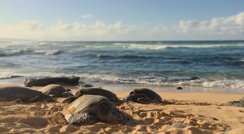 20 Top Tips For Responsibly Watching Sea Turtles Nesting - photo by Michelle Owens  #seaturtles #seaturtlewatching #seaturtlenesting #michelleowens 