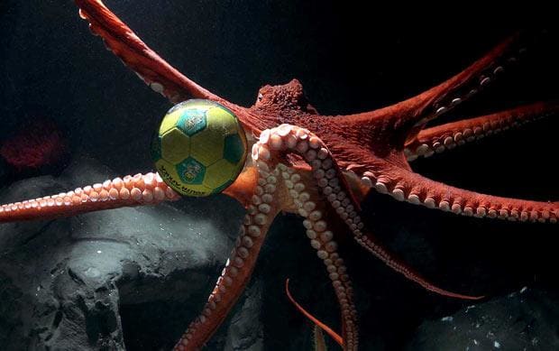 Sealife Spotlight: 20 Octopus Facts - octopus playing with ball #octopus #sealife #oceanlife