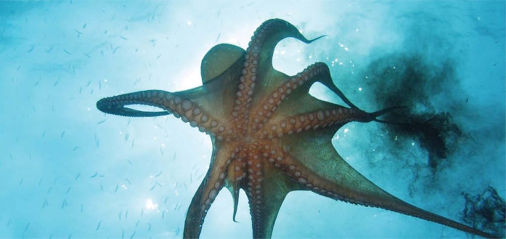 Sealife Spotlight: 20 Octopus Facts - octopus spreading ink cloud #octopus #sealife #oceanlife