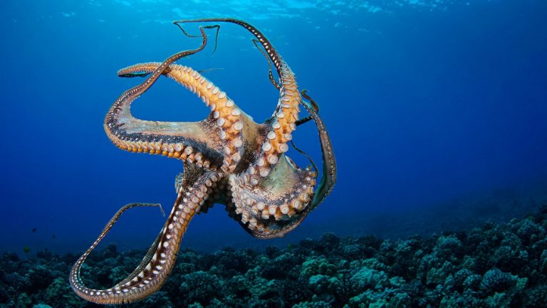 Sealife Spotlight: 20 Octopus Facts You Didn’t Know