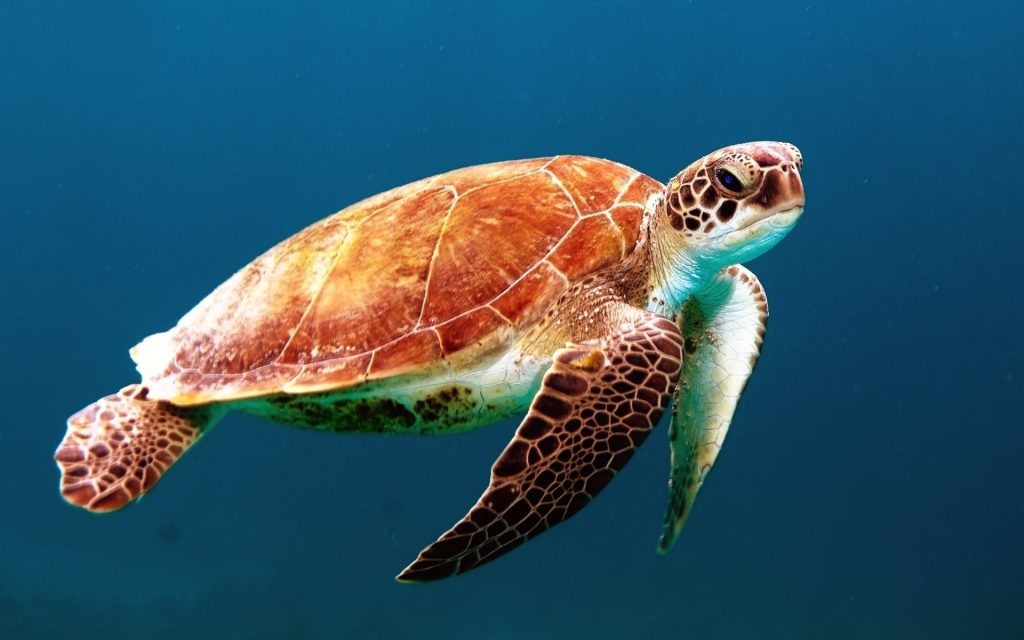 20 Incredible Facts You Didn't Know About Turtles - Sea Turtle by Wexor Tmg #seaturtle #turtle #tortoise #terrapins #wexortmg #seaturtles