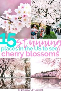 15 BEST Cherry Blossom Viewing Places Around the USA