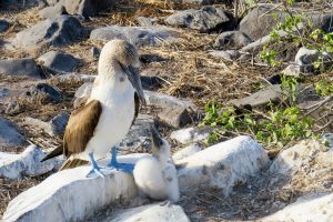 Galápagos Islands, Ecuador Coastal Communities We’d Love to Visit Blue Footed Booby Bird #GalapagosIsland #Ecuador #BlueFootedBooby #MarineLife #Beach