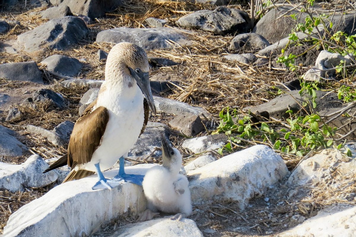Galápagos Islands, Ecuador: Coastal Communities We’d Love to Visit