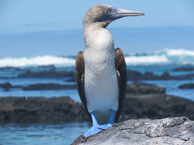 Galápagos Islands, Ecuador Coastal Communities We’d Love to Visit - Blue Footed Booby Bird #GalapagosIslands #Ecuador #CostalCommunities #BlueFootedBooby #Beaches #Snorkeling 