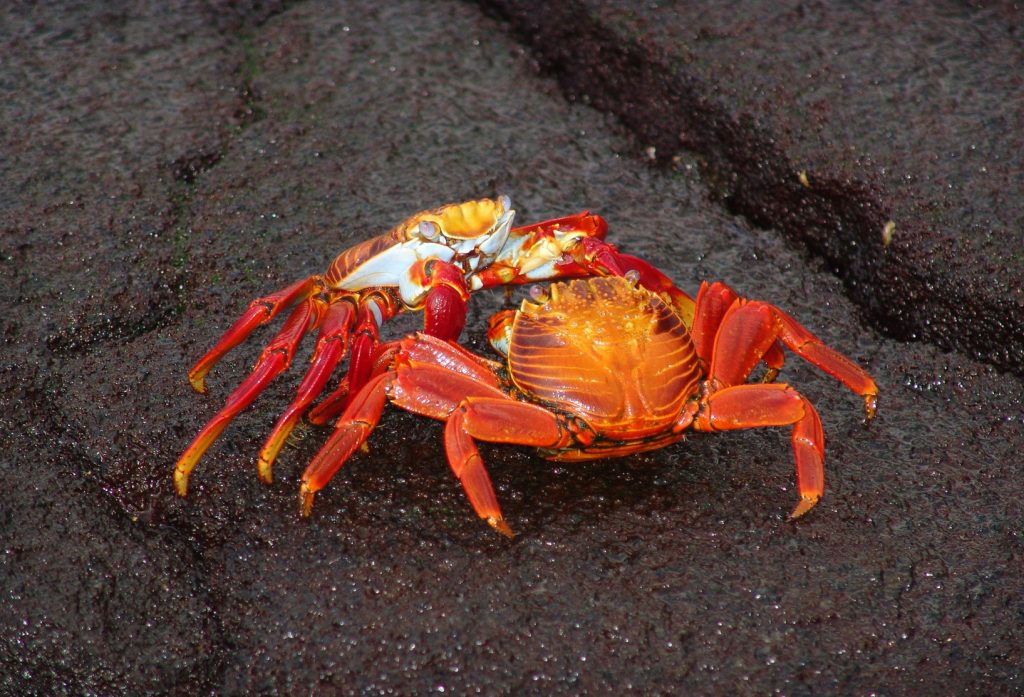 Galápagos Islands, Ecuador Coastal Communities We’d Love to Visit Photo Jim Strasma #GalapagosIslands #Ecuador #MarineLife #Coastal #Beaches #Snorkeling