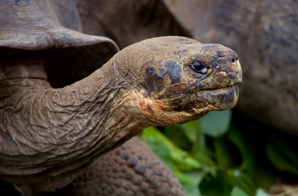 Galápagos Islands, Ecuador Coastal Communities We’d Love to Visit Photo Magdalena Kula Manchee #GalapagosIslands #Ecuador #Beaches #MarineLife #Tortoise #Coastal