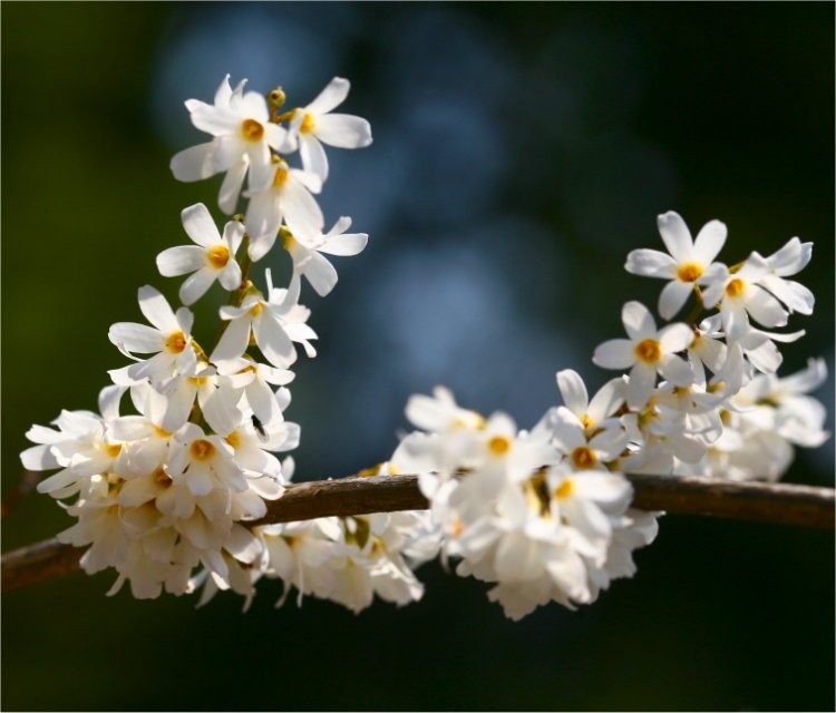 8 Gorgeous Plants to Add Shimmer to Your Winter Garden - White Forsythia, Abeliophyllum Distichum #WinterGarden #WhiteForsythia #ForsythiaShrub #WinterGardenInterest #gardening