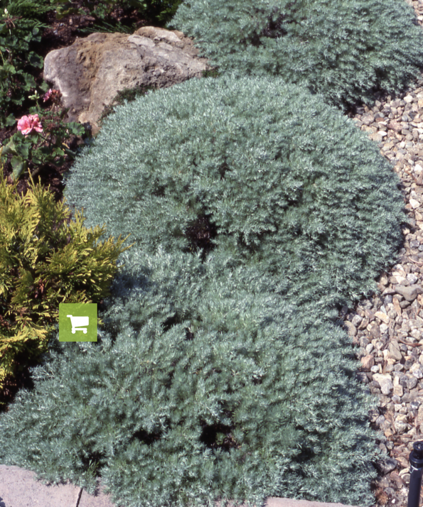 8 Gorgeous Plants to Add Shimmer to Your Winter Garden - Silver Mound, Artemisia Schmidtiana #WinterGarden #SilverMound #ArtemisiaSilverMound #Gardening #WinterGardenInterest