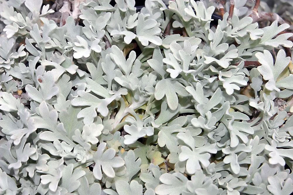 8 Gorgeous Plants to Add Shimmer to Your Winter Garden - Silver Brocade Artemisia Stelleriana #WinterGarden #ArtemisiaSilverBrocade #GardeningforWinter #GardeningPerennials 