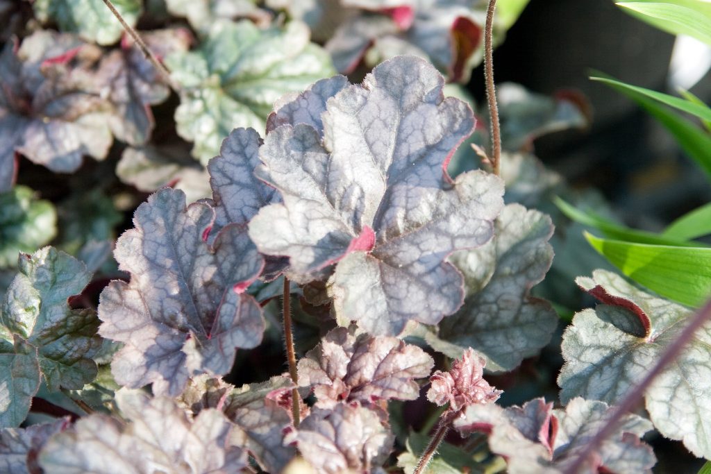 8 Gorgeous Plants to Add Shimmer to Your Winter Garden - Coral Bells Heuchera Silver Scrolls #WinterGarden #HeucheraSilverScrolls #Perennials #Gardening