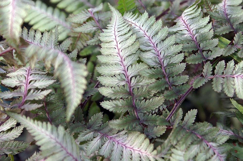 8 Gorgeous Plants to Add Shimmer to Your Winter Garden - Japanese Painted Fern, Athyrium Niponicum Pictum #WinterGarden #JapanesePaintedFern #WinterGardeningInterest #Gardening #ShadeLovingPlants